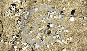 Sand and shells on the beach of Castelldefels, Barcelona