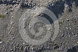 Sand with shells near the Black Sea on the beach in Navodari