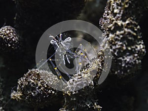 A Sand shrimp (Palaemon peringueyi) side view