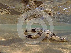 Sand sifting sea star