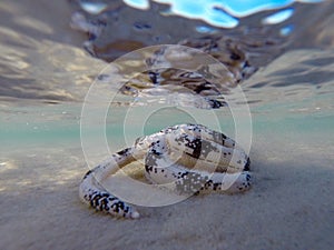 Sand sifting sea star