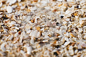 Sand and small particles of shells on the seashore close-up