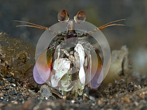 Sand Smasher Mantis Shrimp