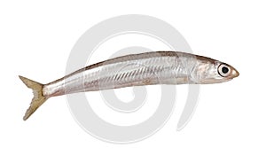 Sand smelt