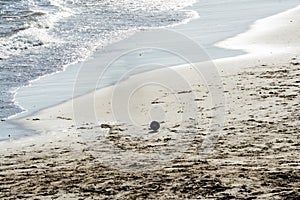 Sand soccer ball flying in the sands of the beach of Ondina