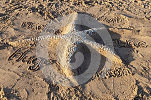 Sand starfish, with decorative shells, on the beach