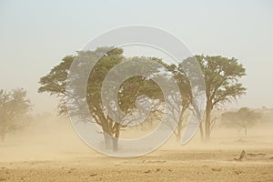 Sand storm - Kalahari desert