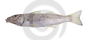 Sand Summer Whiting