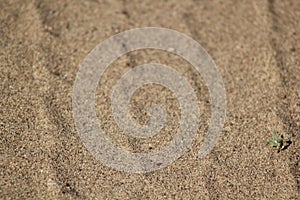 Sand Texture - background for design