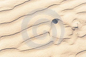 Sand texture.Dented wave of the blow of the wind