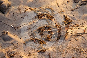 Sand texture and pattern for design use