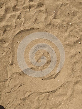 Sand texture. Sandy beach for background