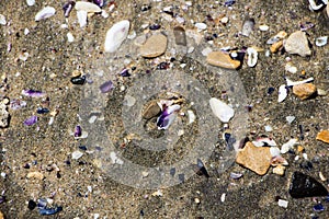 Sand texture with sea shells