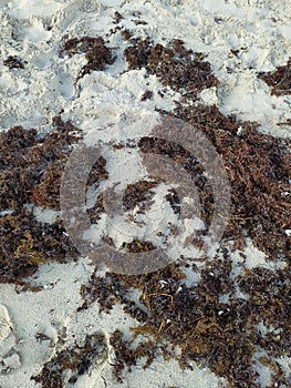 Sand texture with seaweed. Textura de arena con algas marinas. photo