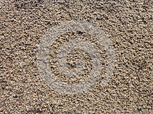 Sand texture with small shells