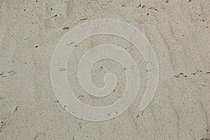 Sand textures with seaweed and grasses on the beach. Horizontal