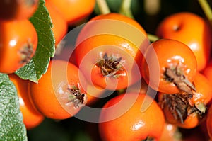 Sand thorn berries in sunlight