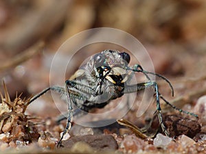 Sand Tiger Beetle 8