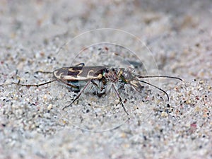 Sand Tiger Beetle
