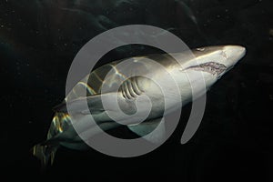 Sand tiger shark