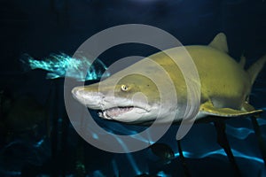 Sand tiger shark