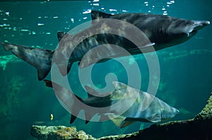 Sand tiger shark Carcharias taurus