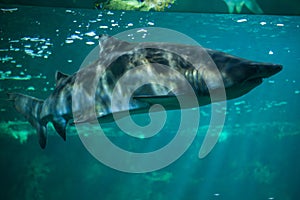 Sand tiger shark Carcharias taurus photo