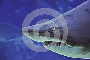 sand tiger shark (Carcharias taurus) underwater close up portrait