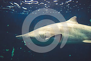 Sand tiger shark close-up view in ocean