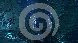 Sand tiger shark swimming above in a aquarium