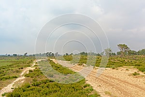 Sand track in a hazy heath landscape in Flanders