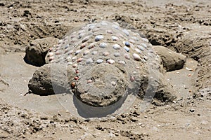 Sand turtle on the beach