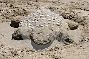 Sand turtle on the beach photo
