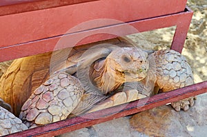 Sand turtle in the zoo waiting for food