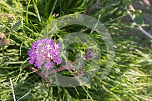 Sand verbena, annual fragrant clustered small springtime pink magenta desert wildflower found in southwest, Joshua Tree