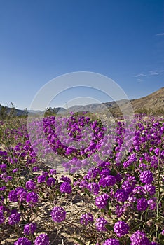 Sand Verbena. Wild flowers.