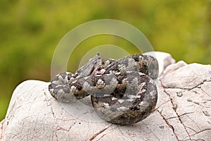 Sand viper preparing to strike