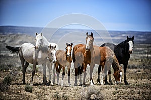 Sand Wash Basin wild horse band portrait