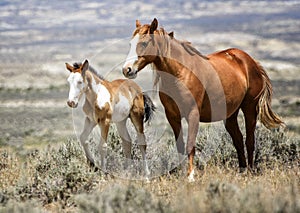 Sand Wash Basin wild horse family