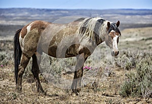 Sand Wash Basin wild horse portrait