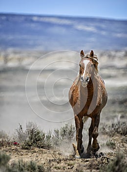 Sand Wash Basin wild horse run