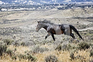 Sand Wash Basin wild horse running