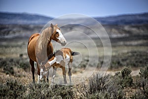 Sand Wash Basin wild horse tenderness