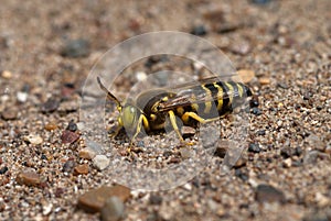 The sand wasp