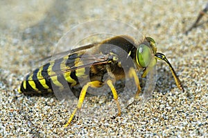 Sand wasp Bembix rostrata (Crabronidae)