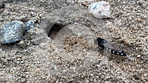 Sand wasp Stictia carbonaria. Also known commonly as `sand bee