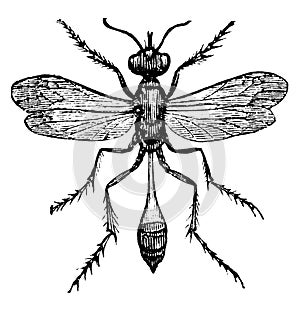 Sand Wasp, vintage illustration