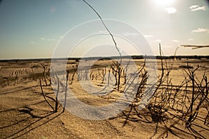 Sand waves in the desert. Bushes in the sand. Sticks in the sand. Kharkiv, Ukraine. Ukrainian nature. Desert landscape.