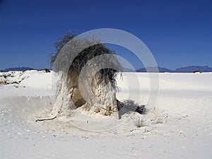 Sand and Wind Sculpted Vegetation