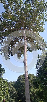 Sandal Tree
